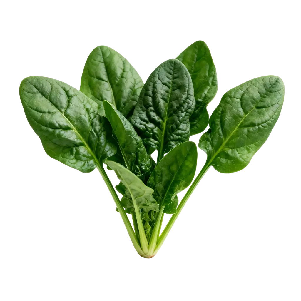 青菜图标，平常你经常吃的是哪一款呢？