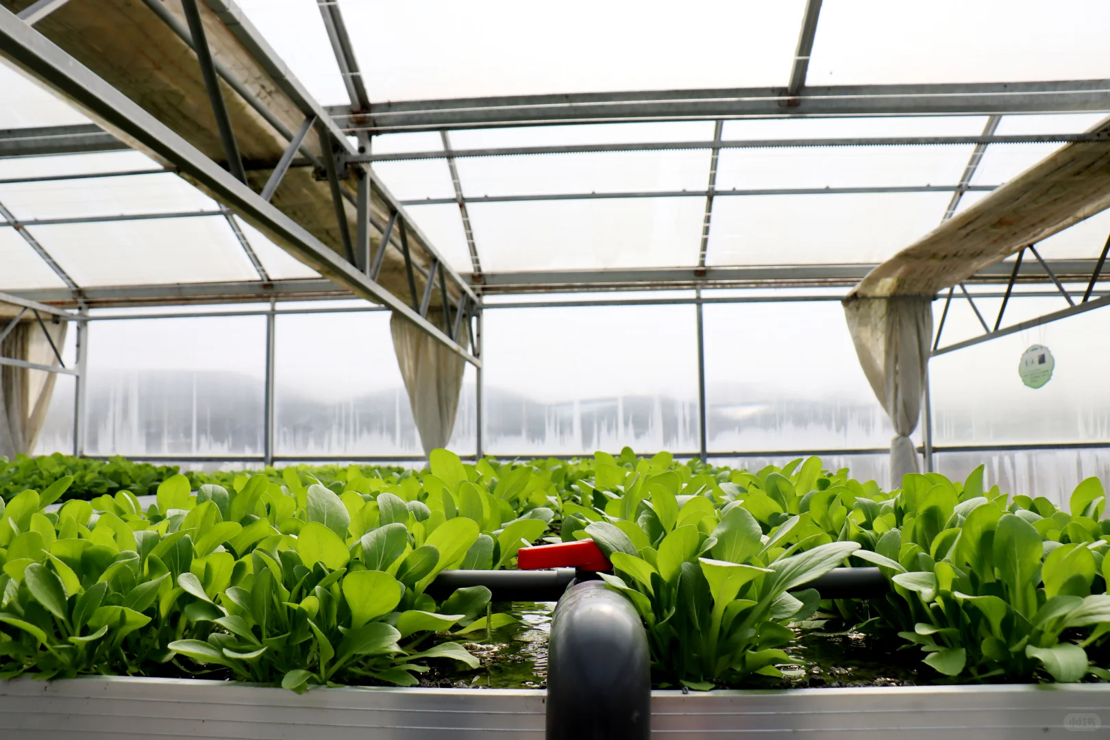 农村生活污水治理资源化利用“最好的方式”