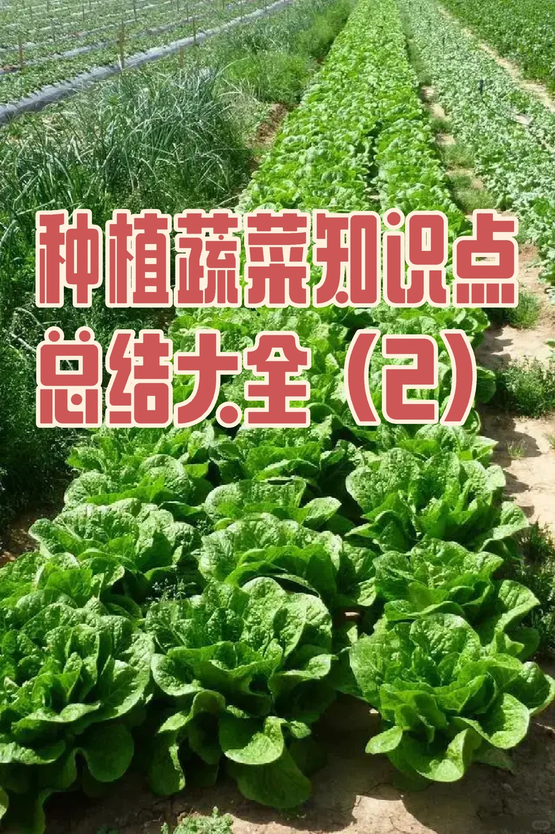 种植蔬菜知识点总结大全(2)