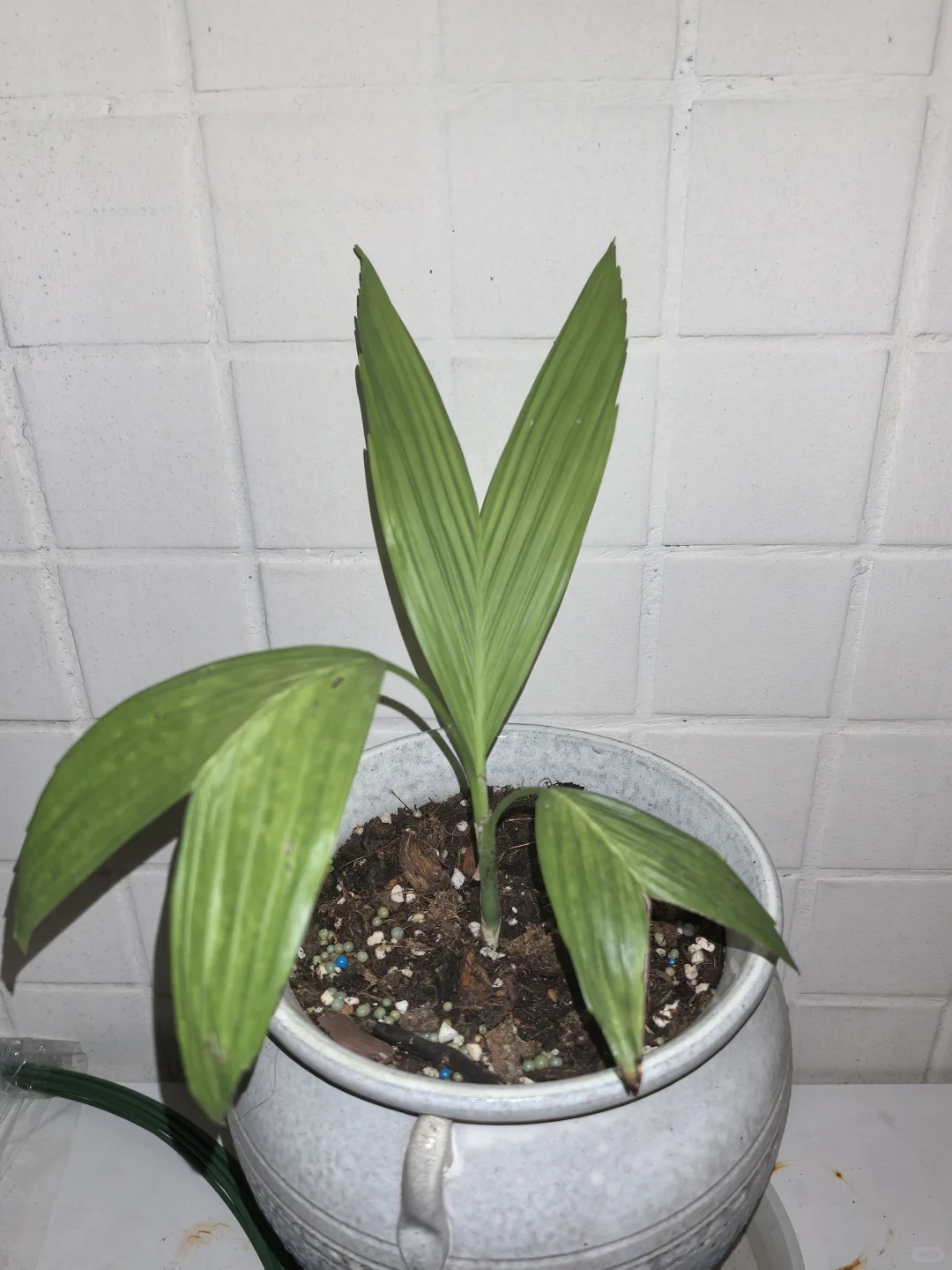 家庭花草种植交流