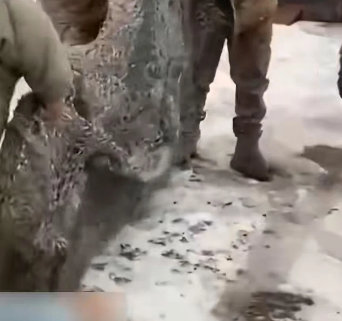 欧洲往乌克兰送旧渔网?不是打鱼是捕无人机