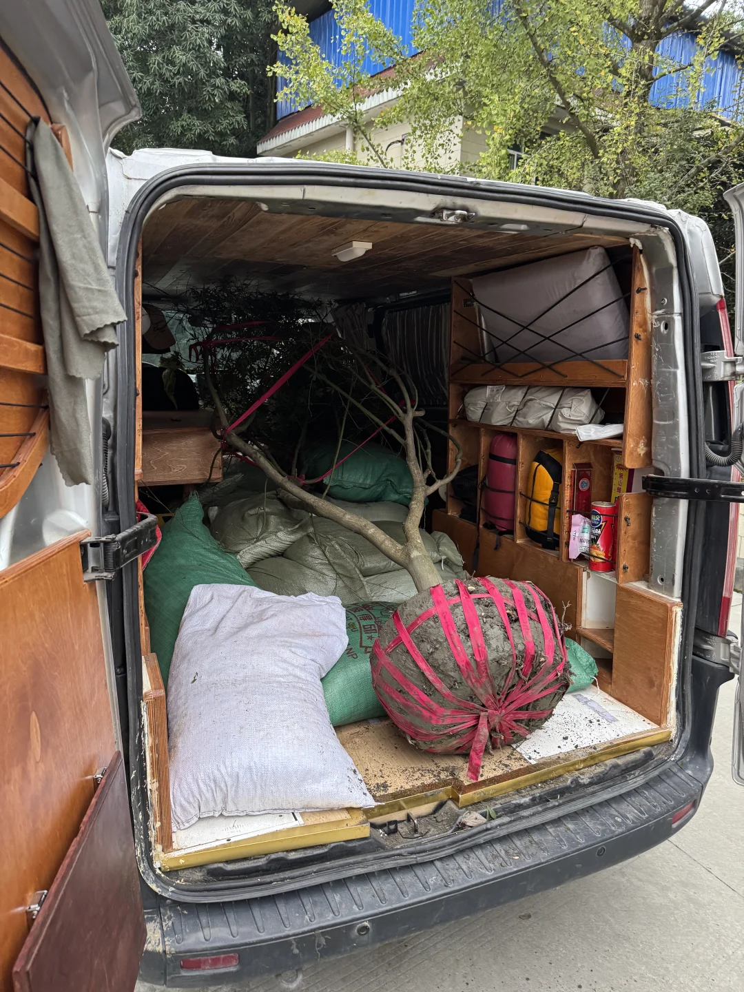 ?生活边角料|买了棵树? 很重很头疼