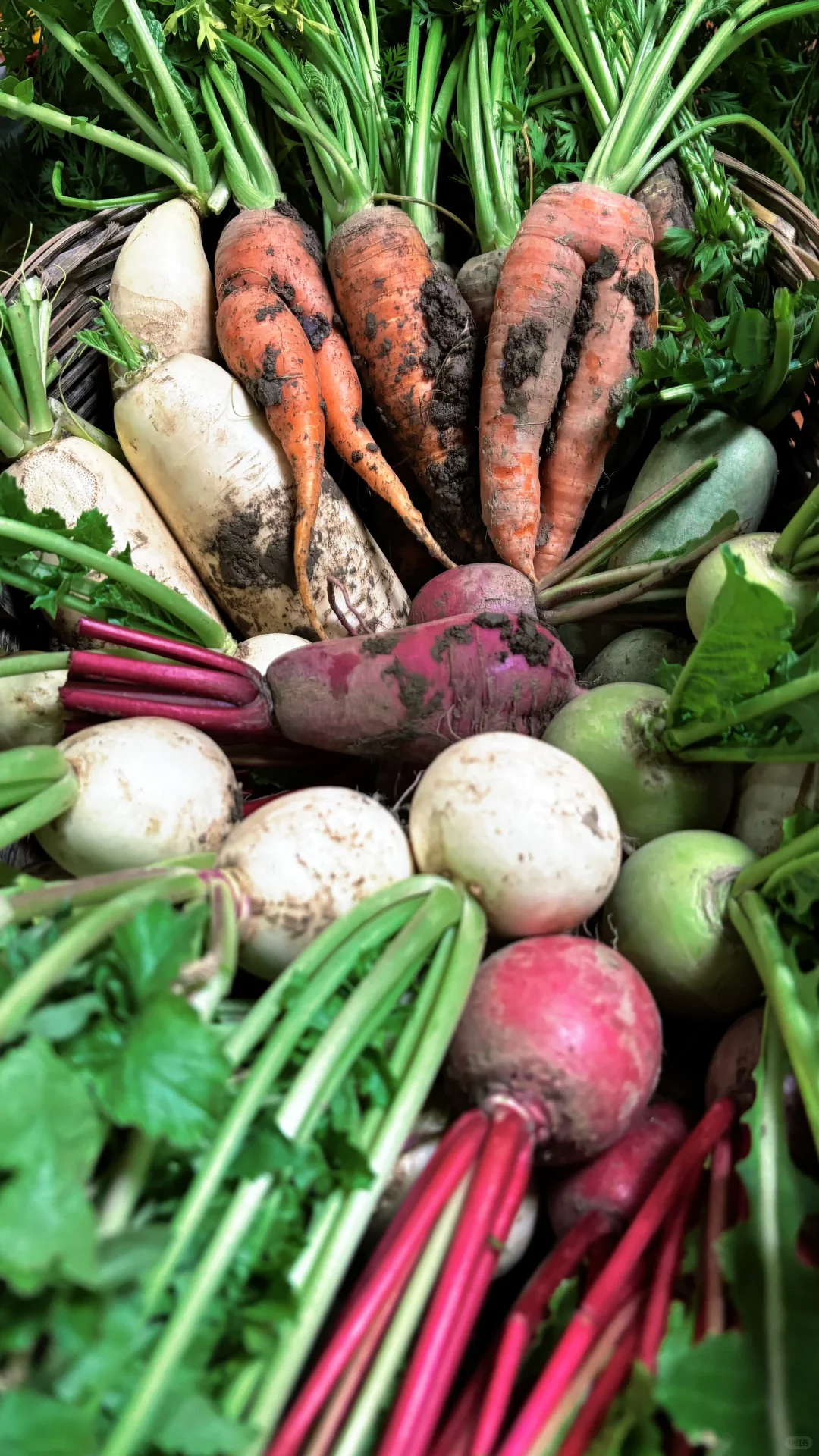 冬季菜园子能收什么菜呢？