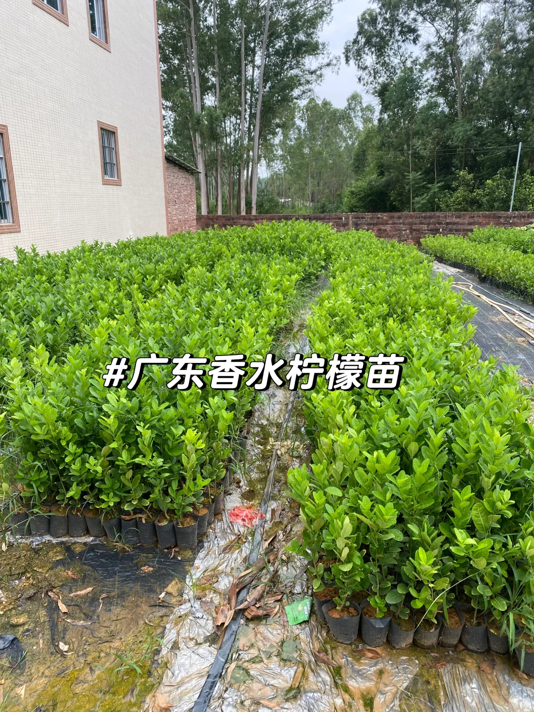 广东香水柠檬苗