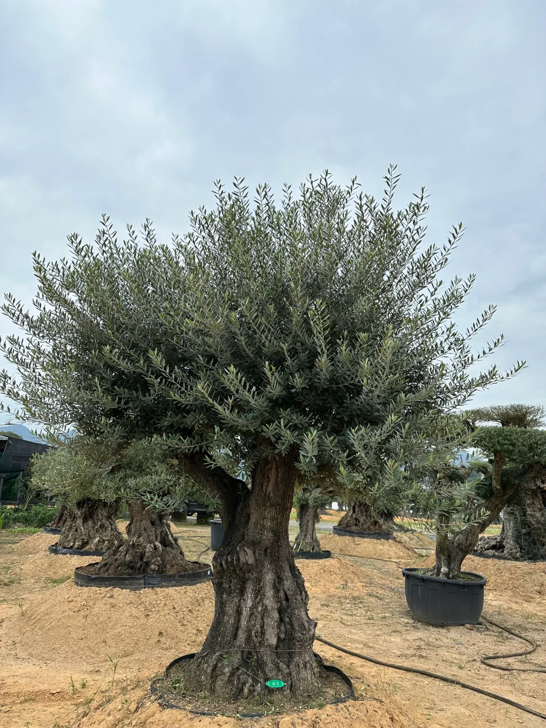 这颗树种院子里被问爆啦‼️