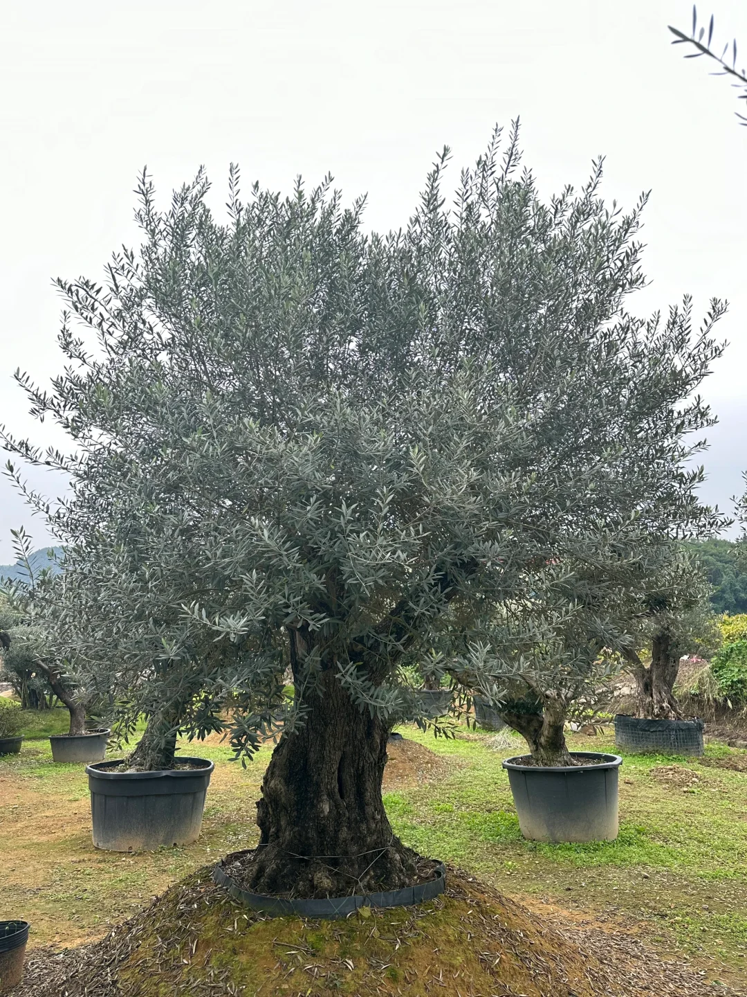 这颗树种院子里被问爆啦‼️