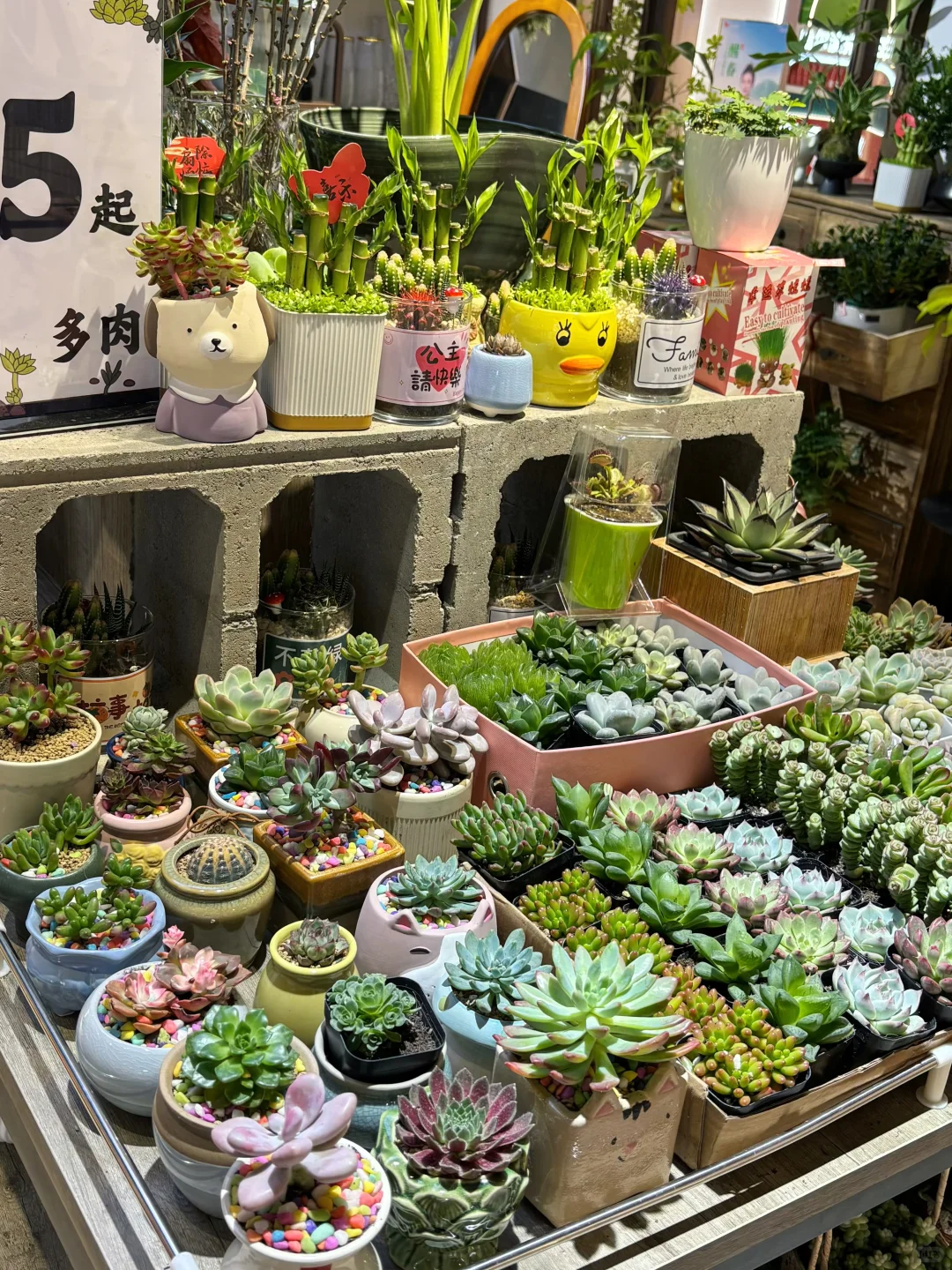 藏着闹市区的植物花园(天一城超市入口)