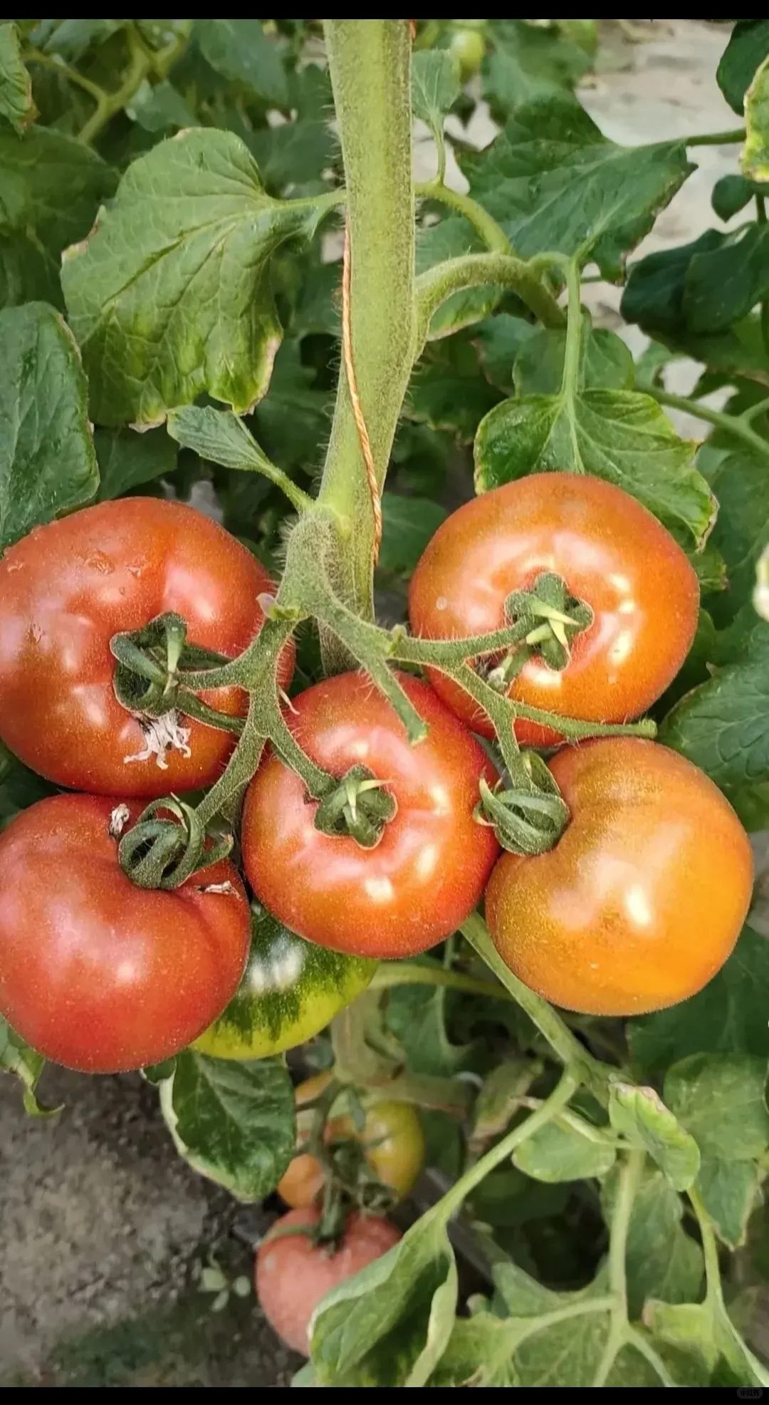 未来机遇：绿色农产品是未来趋势