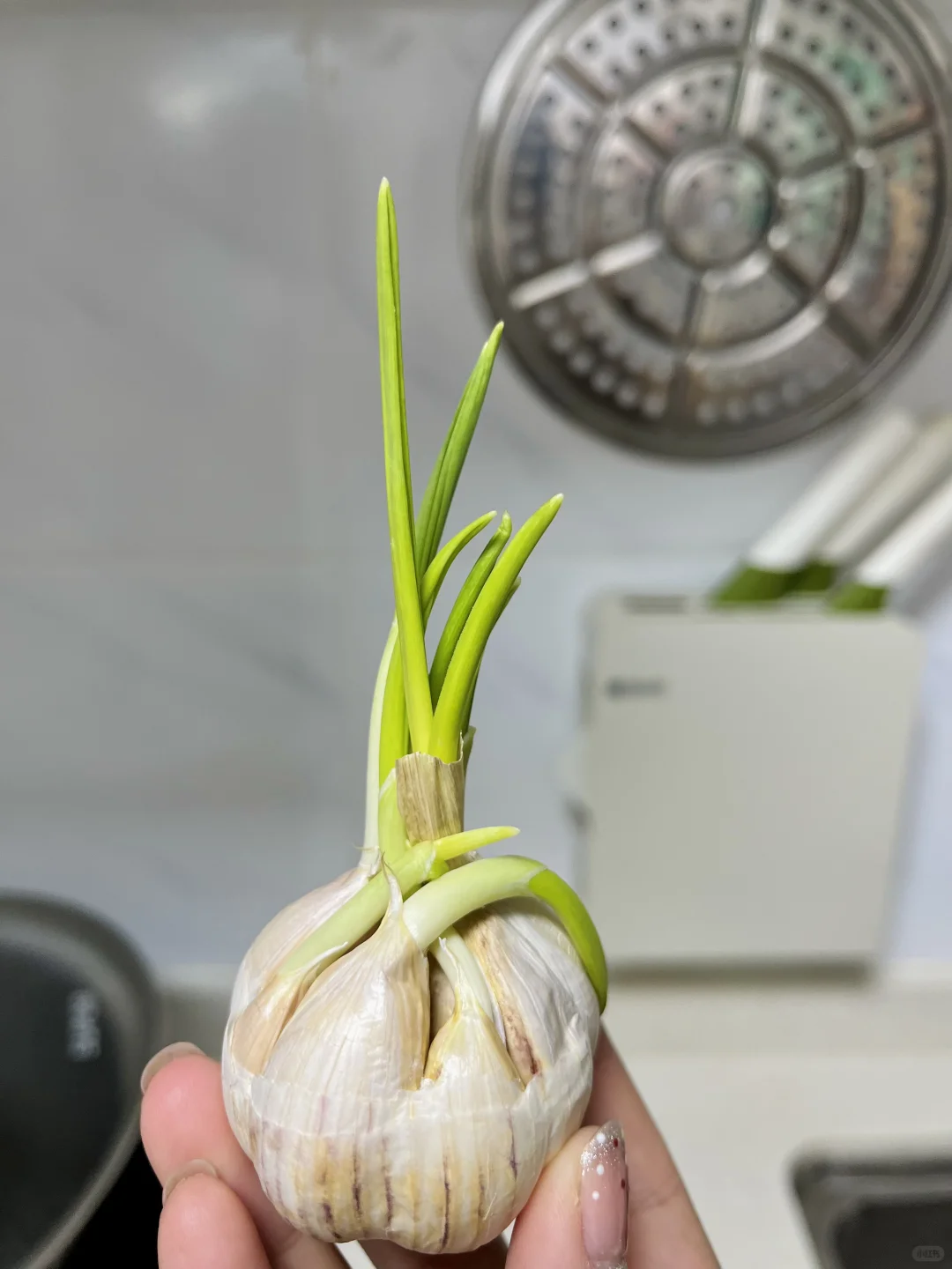 Hydroponic vegetables 水培各类蔬菜