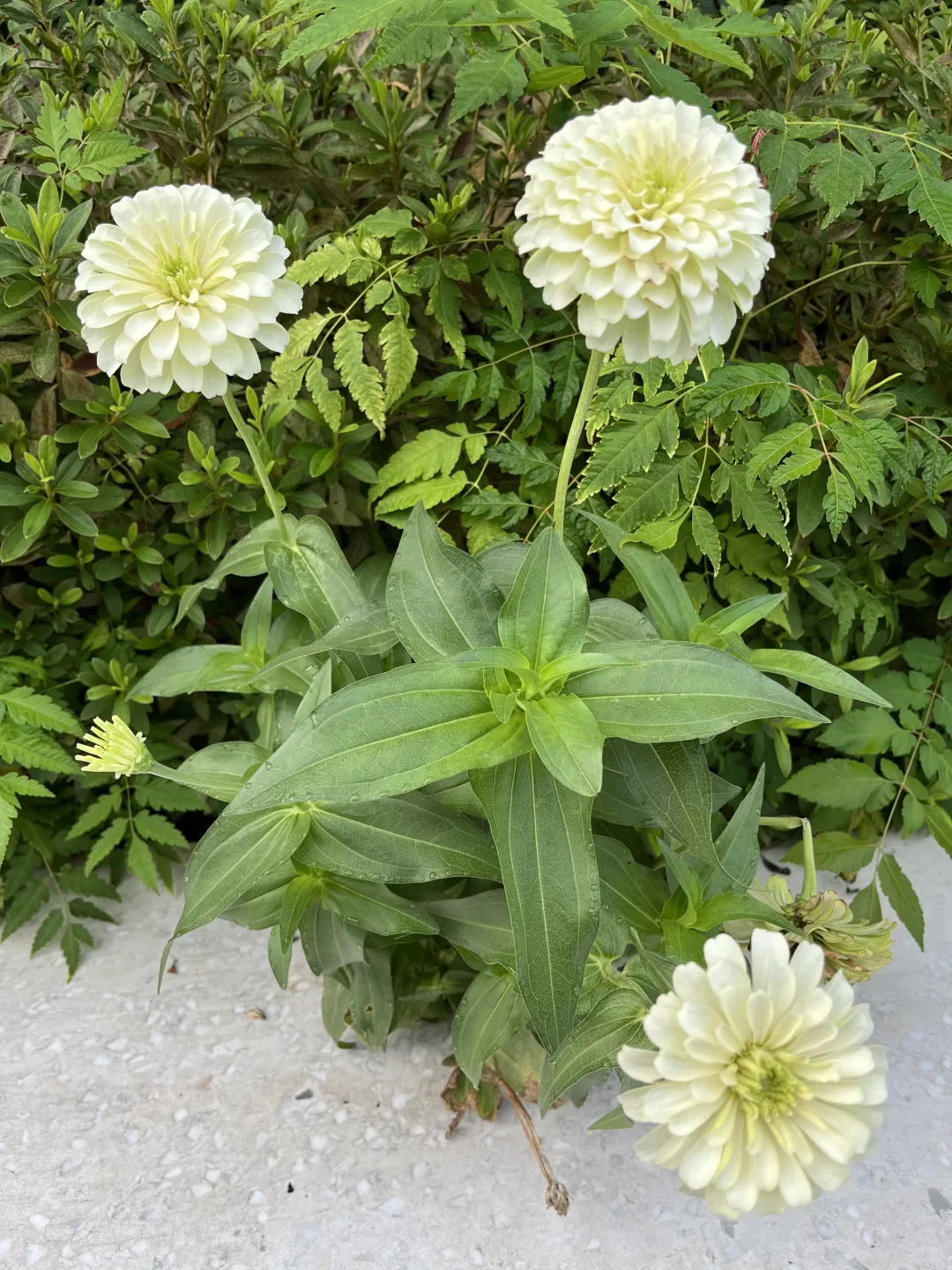 《百日菊，繁花》