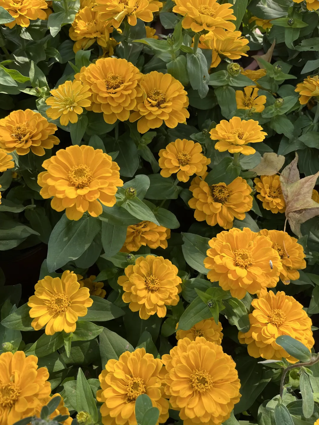 《百日菊，繁花》