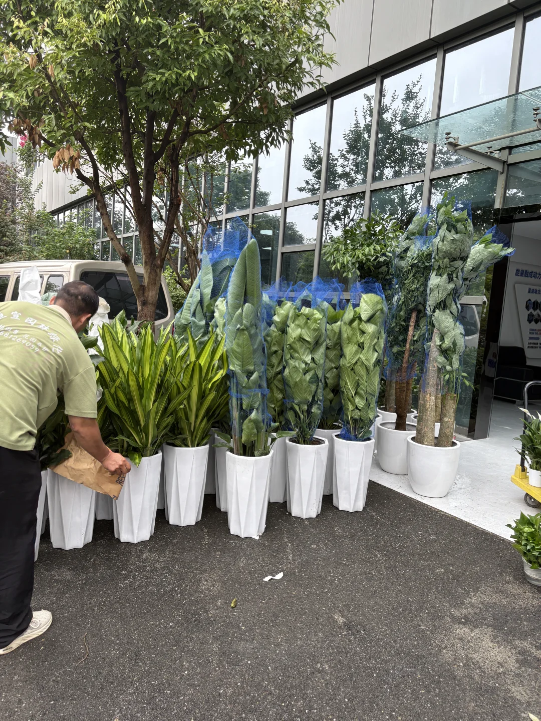 买到超好看的绿植！?