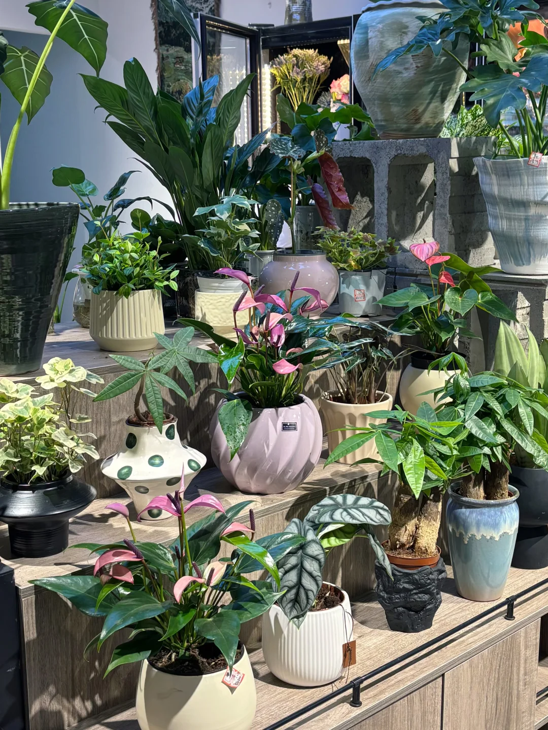 藏着闹市区的植物花园(天一城超市入口)