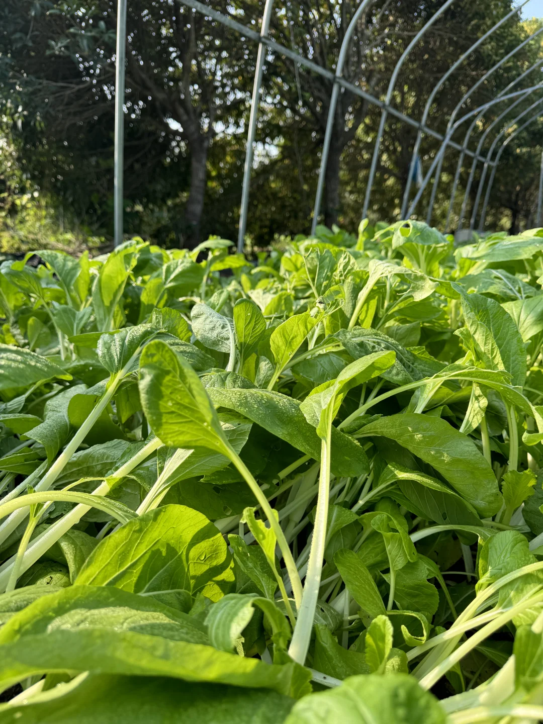 ?冬日农场蔬菜合集来啦！