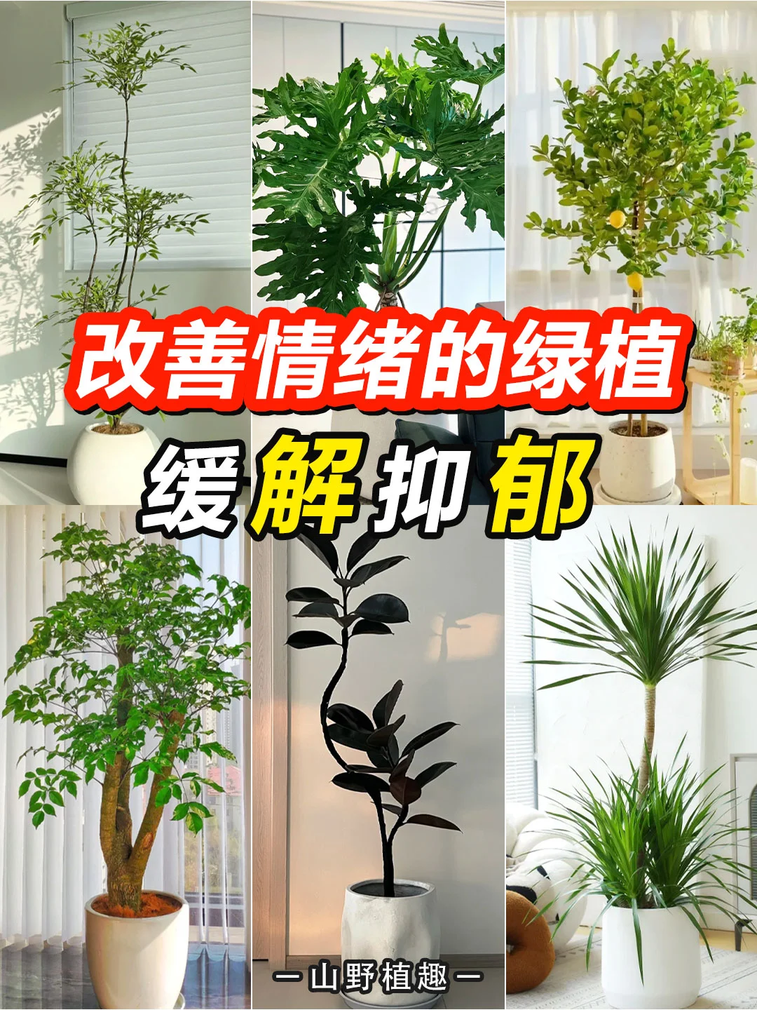 工作、学习压力大的人一定要养的绿植?