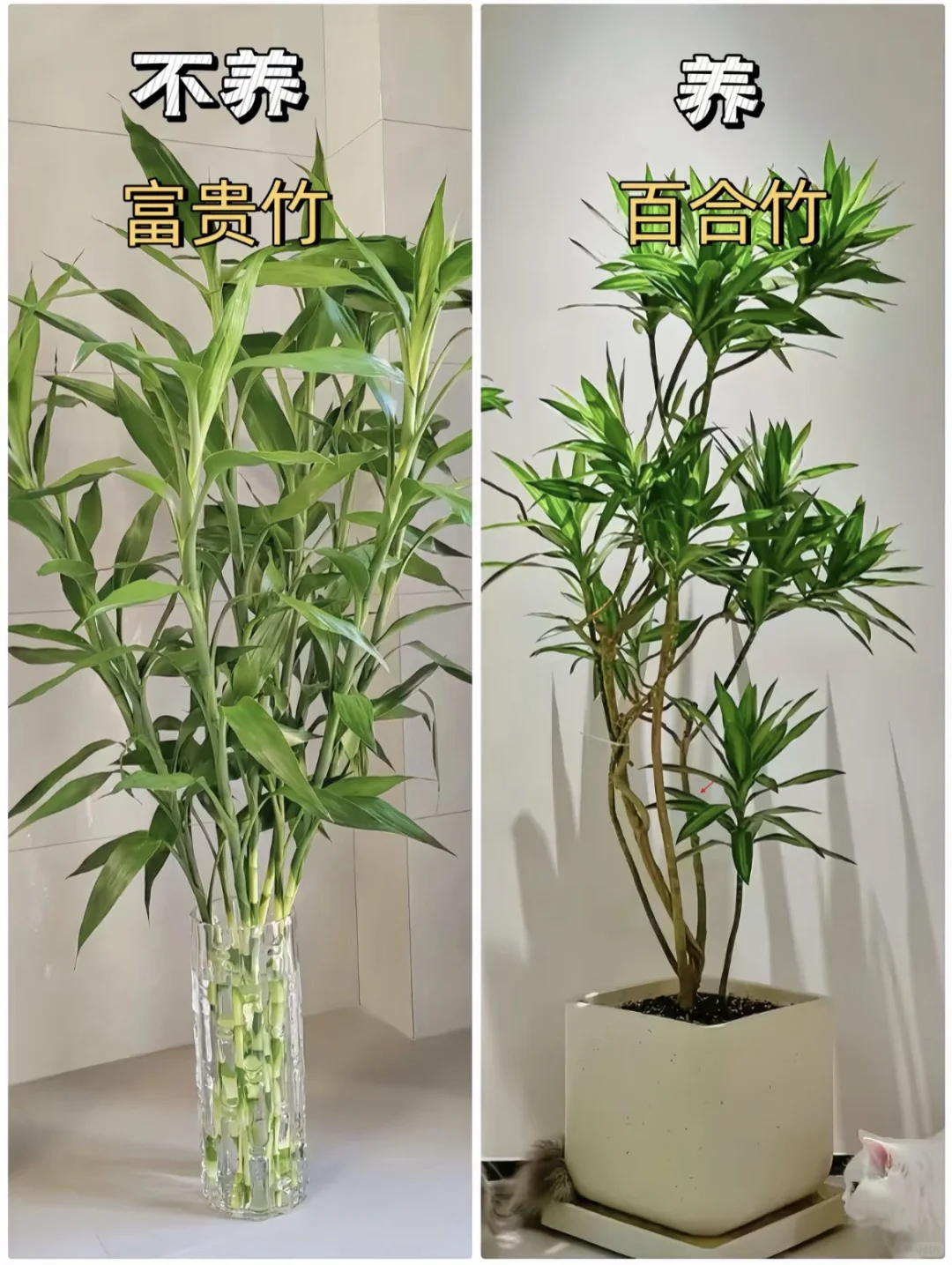 室内柠檬树推荐，你喜欢哪一款呢？