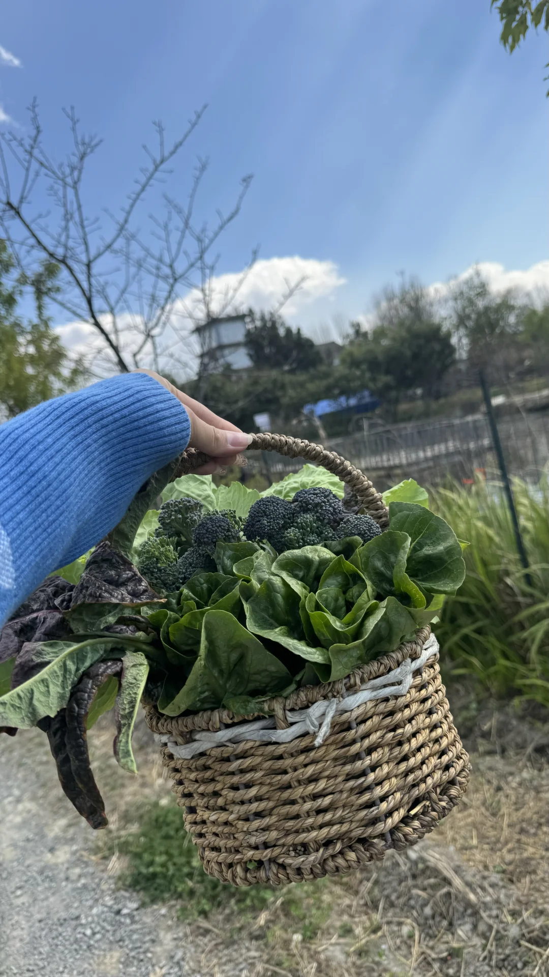 蔬菜盲盒开箱！有机种植的菜菜都有什么！春笋