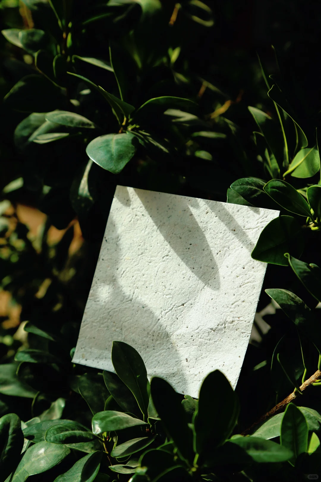 榨季尾声,我们给葡萄皮渣,找了份新工作