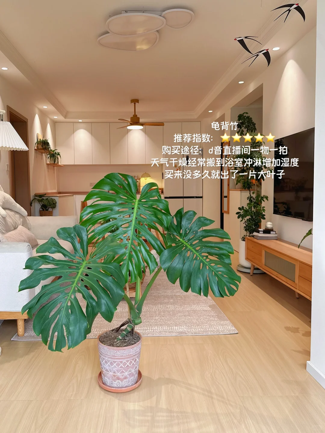 原木风小家入住一年，分享家里的一些植物