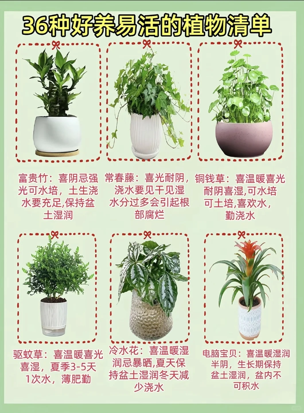 好养活的家居绿植！！！