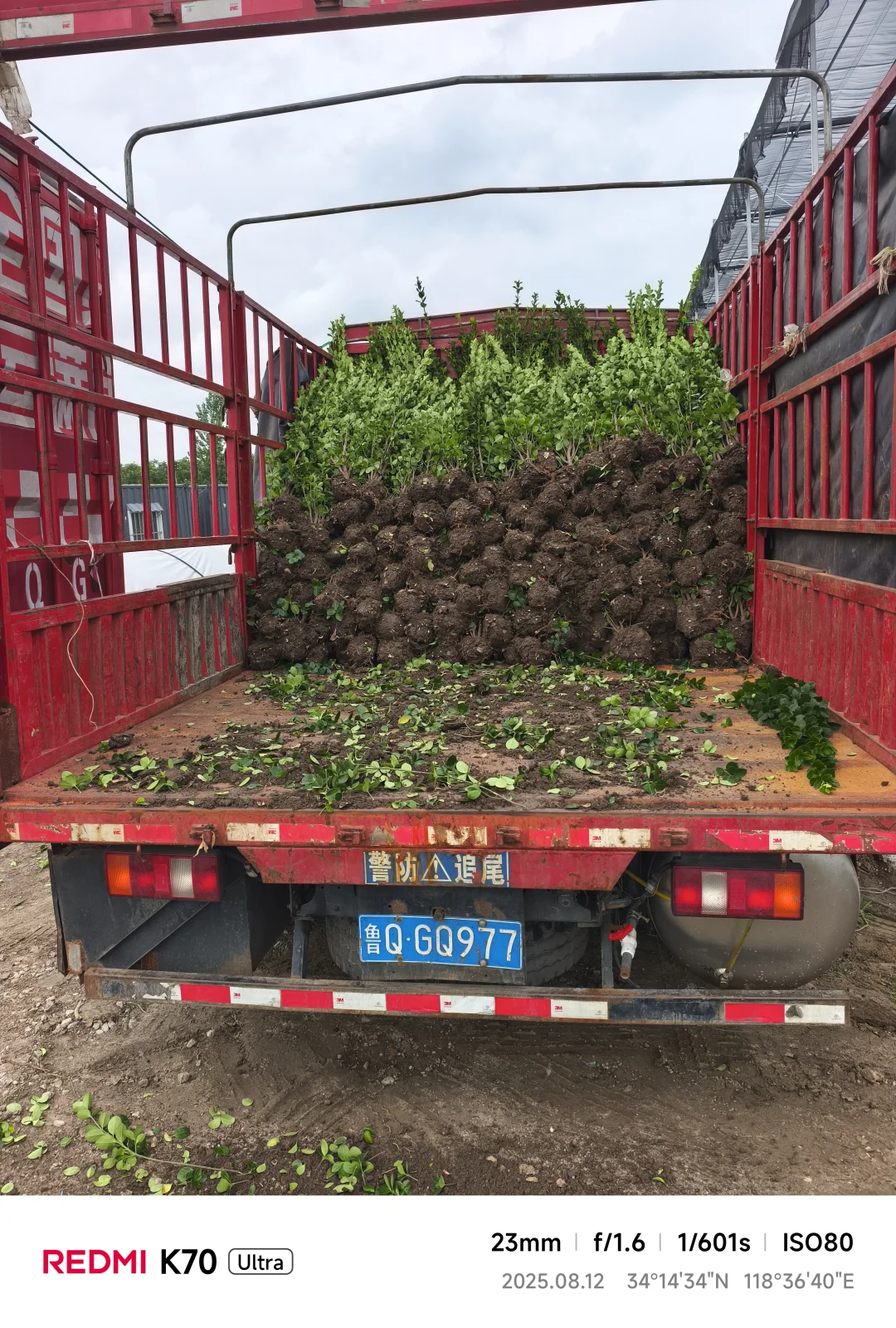 十万棵北海道黄杨装车，今天四车