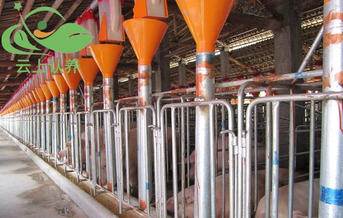 云上认养——智慧农业让种植在“云端”。