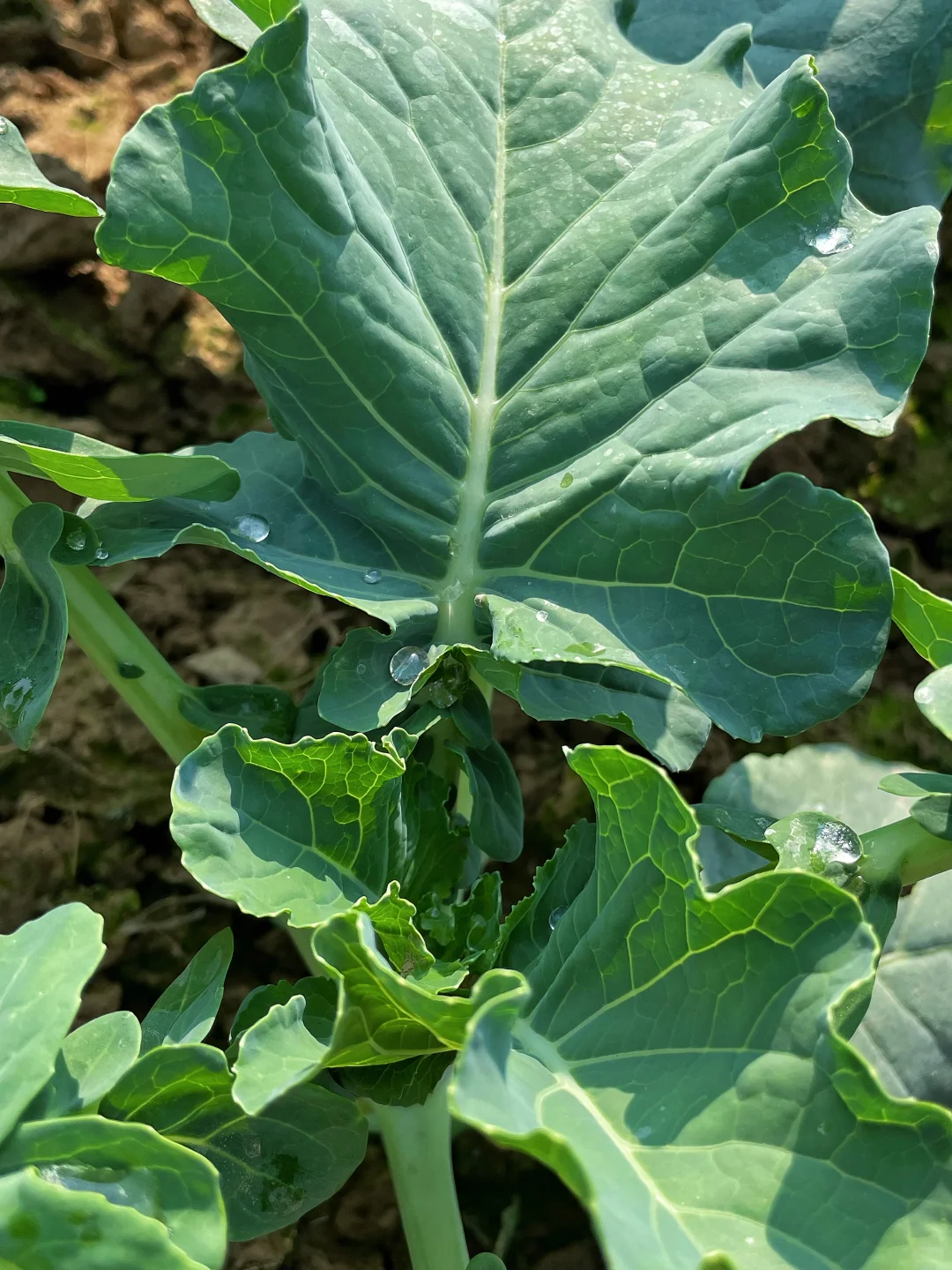 不仅是绿色的蔬菜，而且还是绿色蔬菜