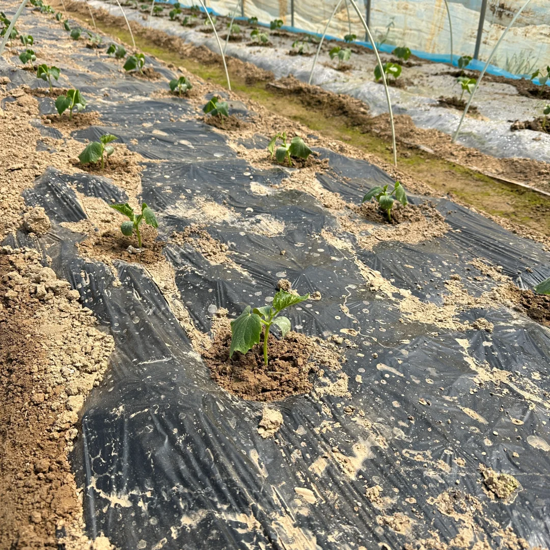 春播正在抓紧进行中?