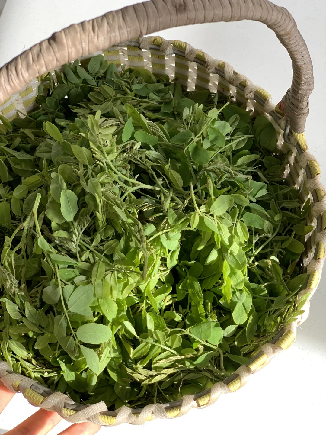 回村吃新鲜果蔬吧