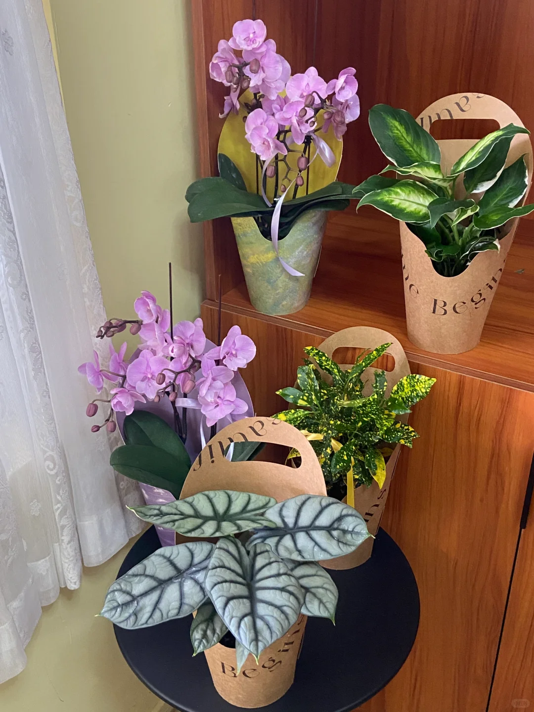 教师节盆栽～扬州花店