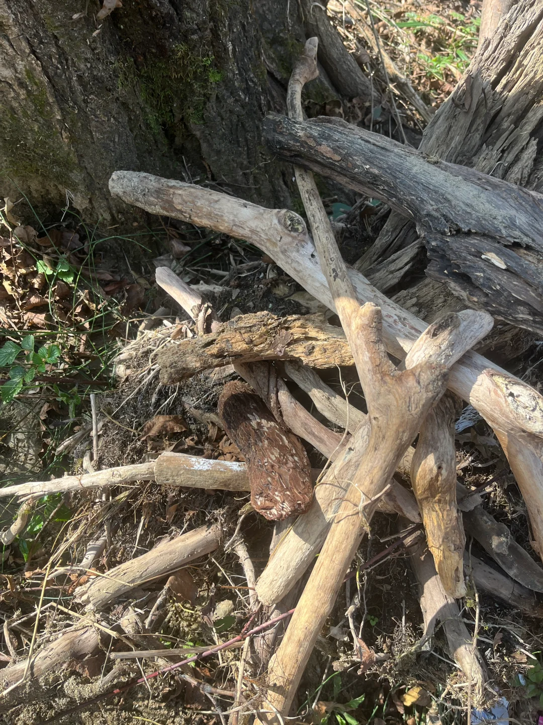 去捡木头，准备下个作品，像在捡垃?