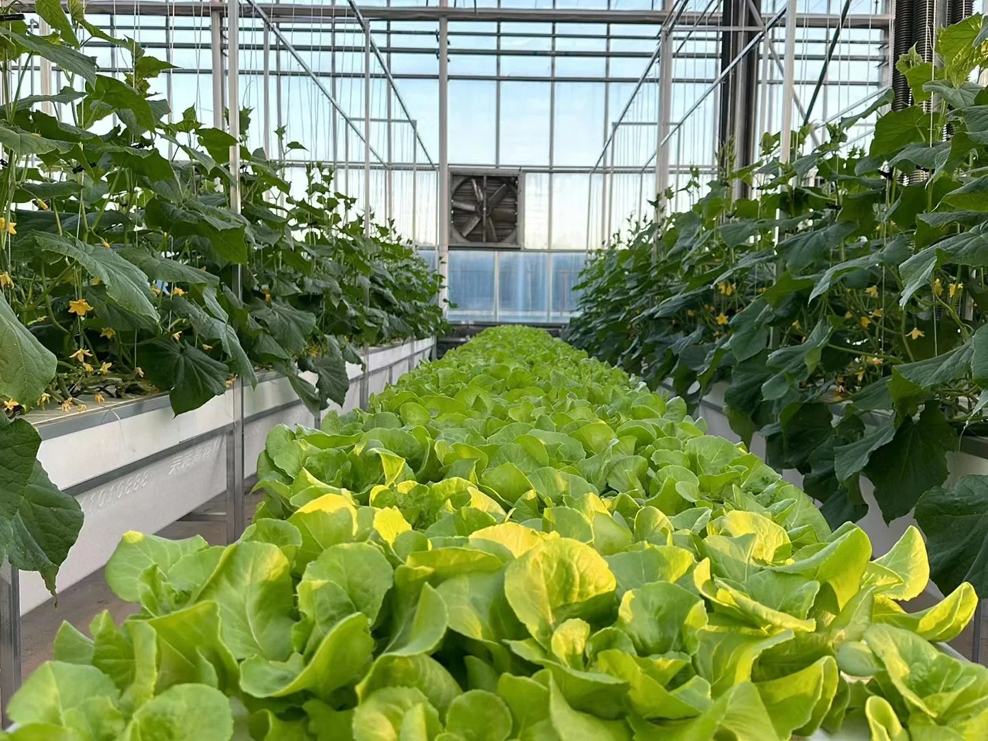 智能化对于设施农业种植非常重要?