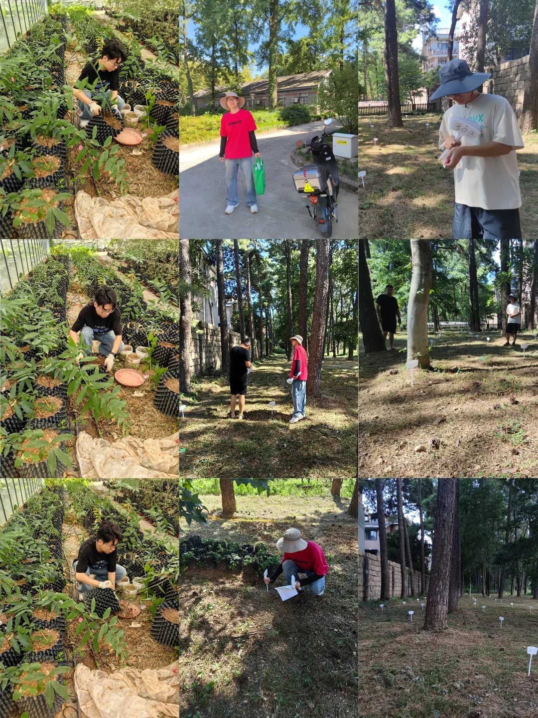 林下经济:宝藏就在树下财富与生态共赢