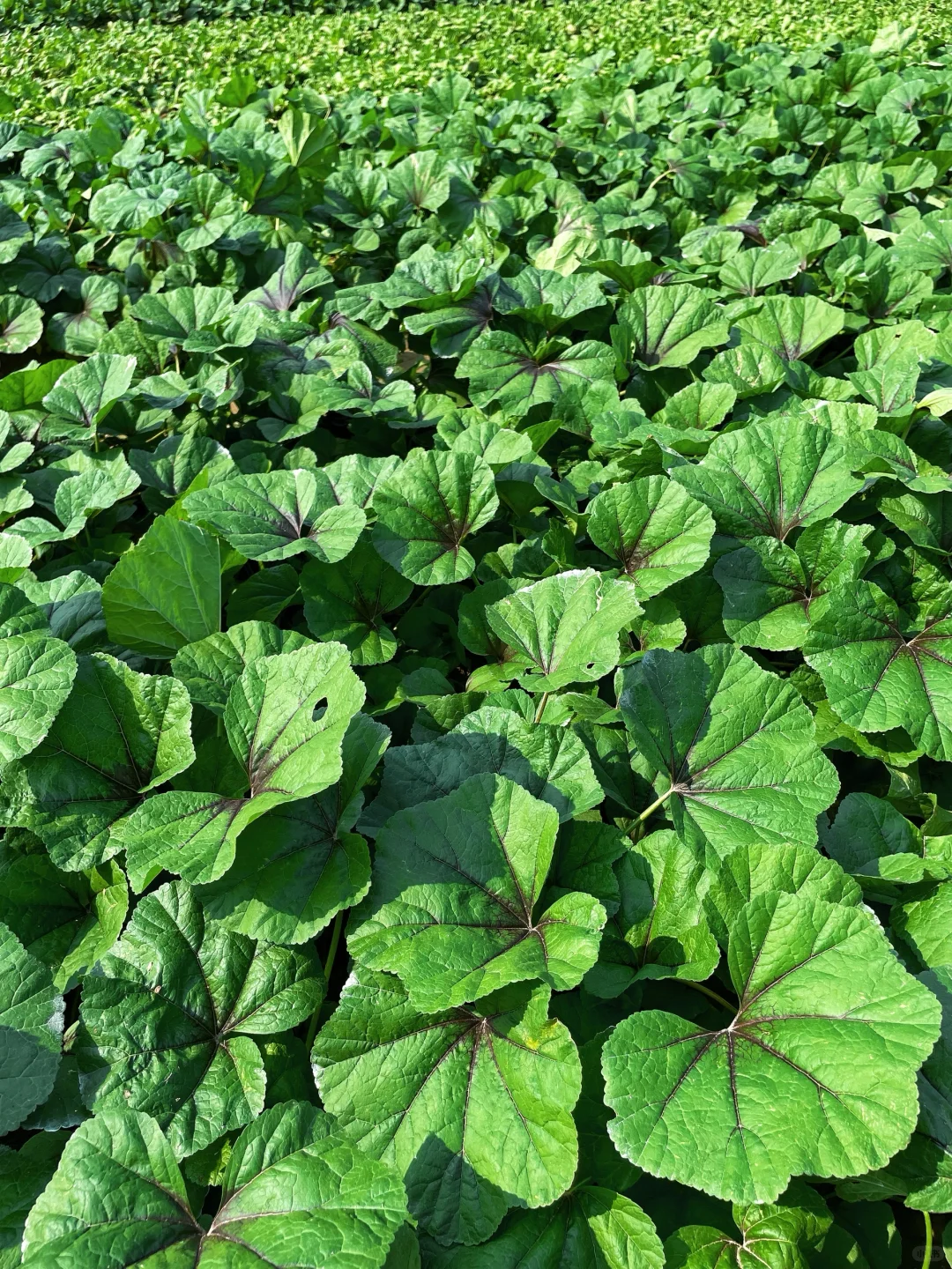 不仅是绿色的蔬菜，而且还是绿色蔬菜