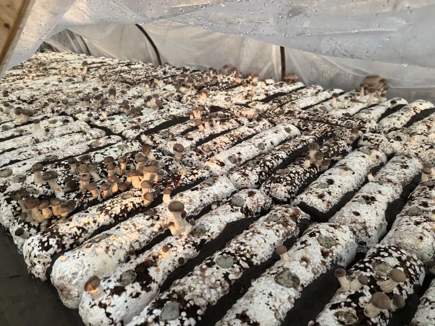 香菇，你就是我的精神粮食香菇???