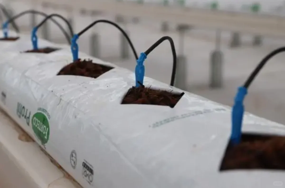 智能化对于设施农业种植非常重要?