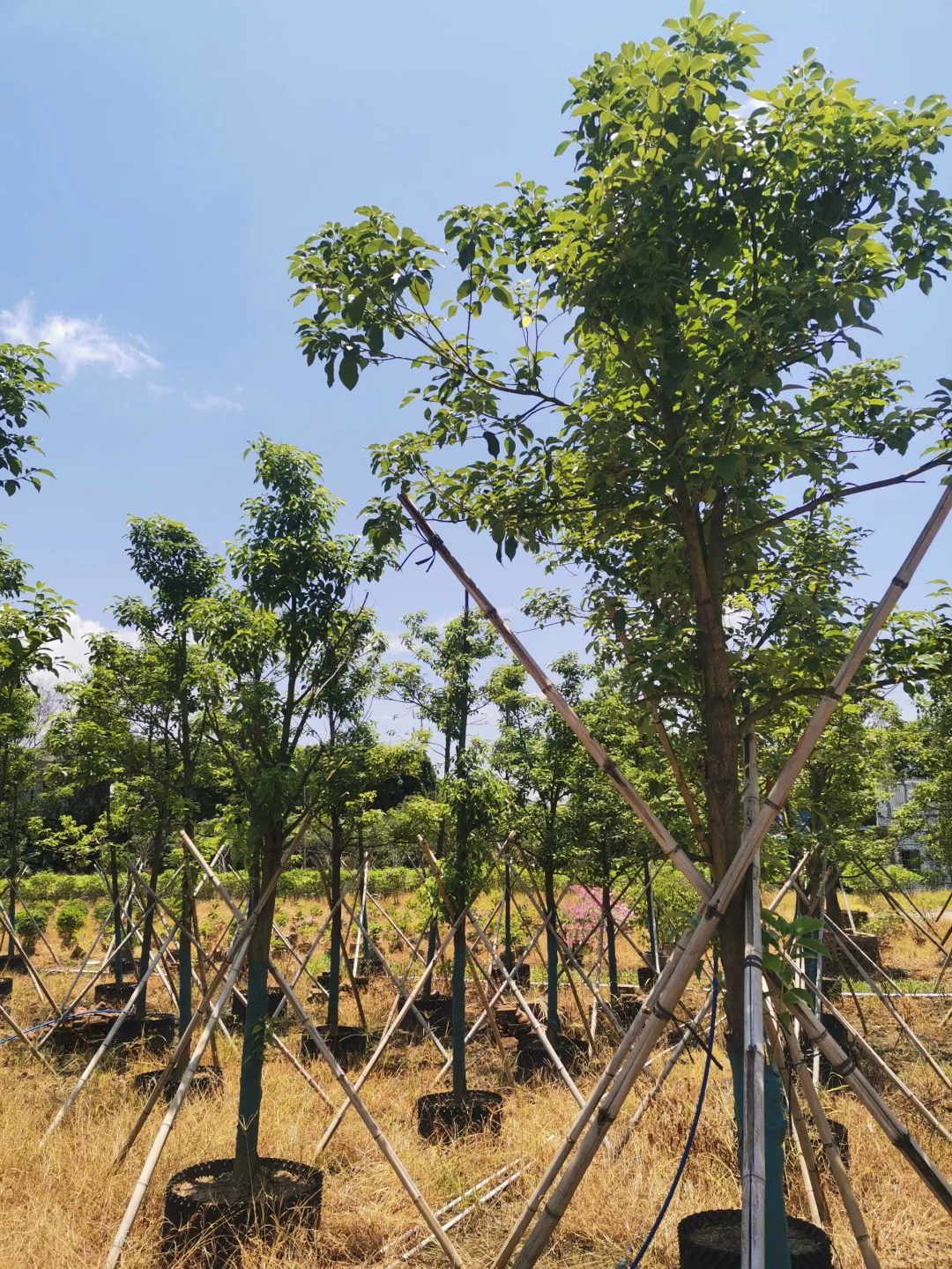 8-10分市政小香樟有货