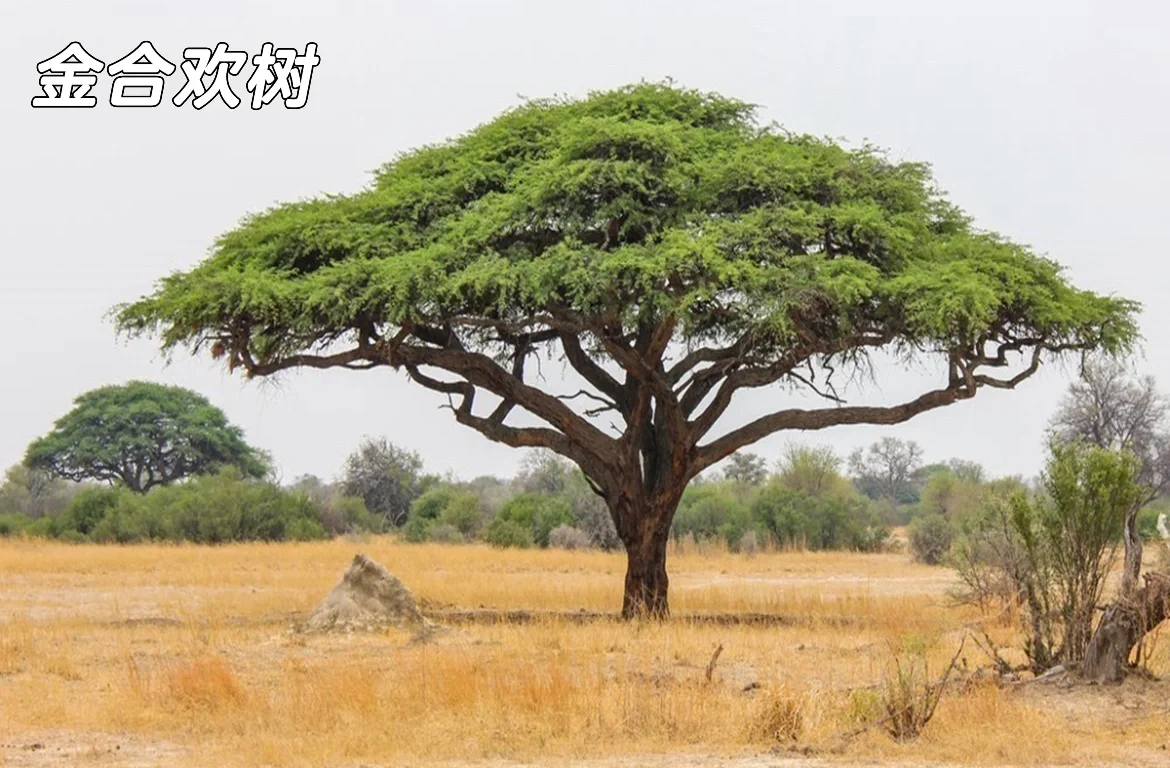?地理科普：澳大利亚古老植物?
