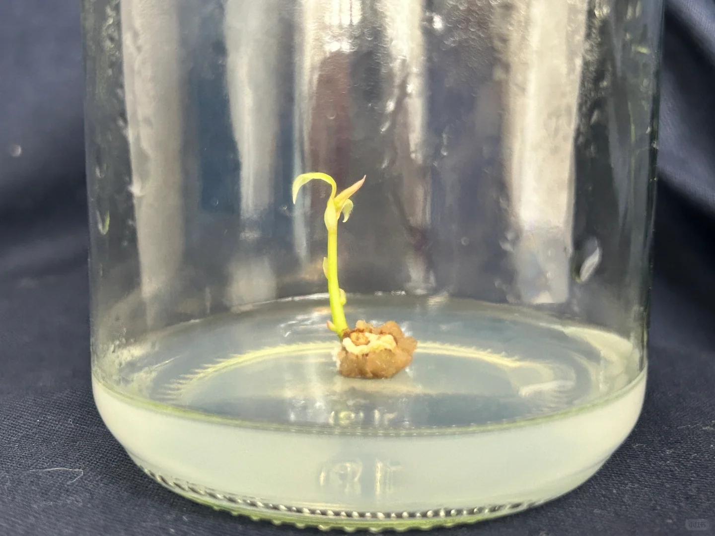 读研日记｜木本植物组织培养实验太神奇了