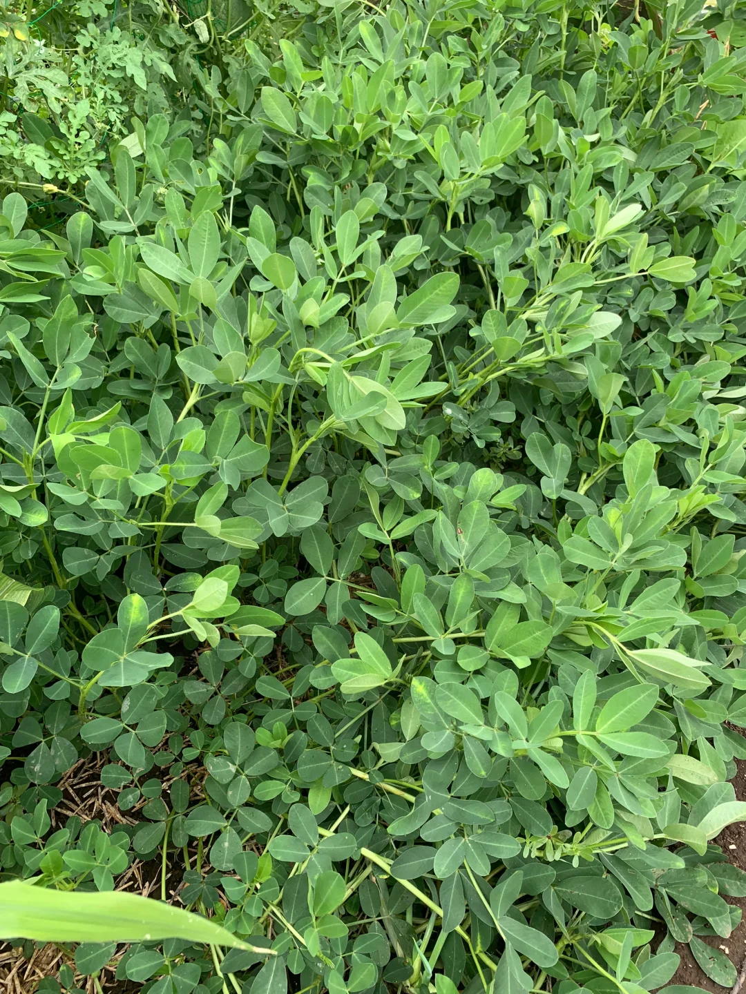 小小菜地，收获多多