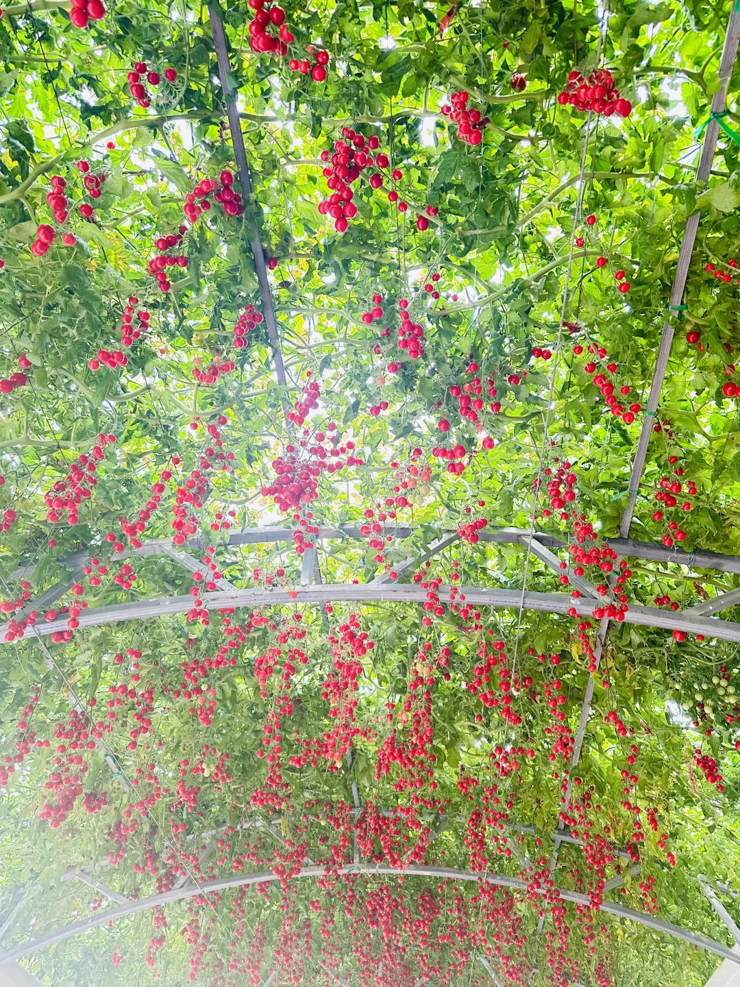 空中蔬菜廊架Aerial vegetable trellis