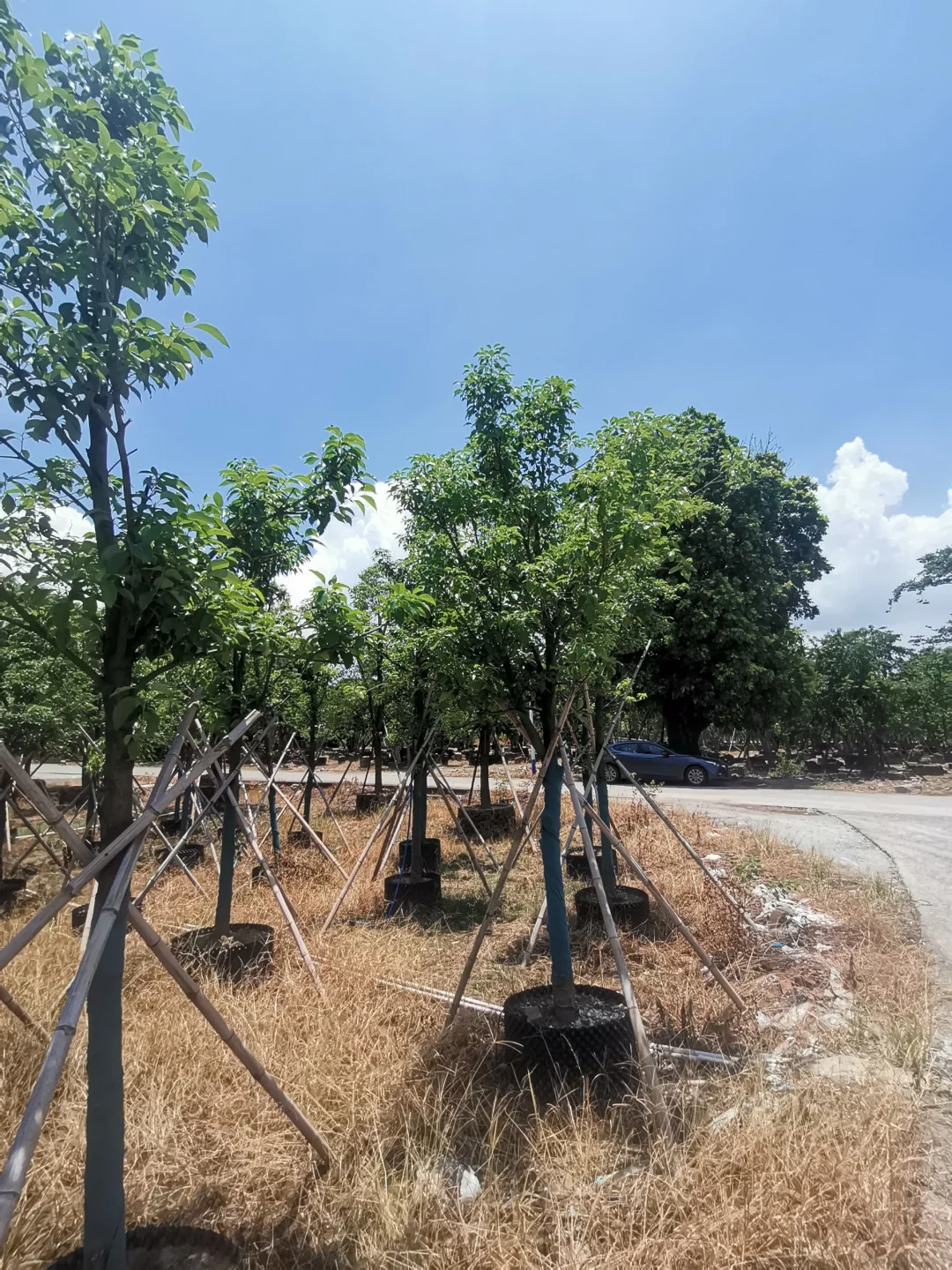 8-10分市政小香樟有货