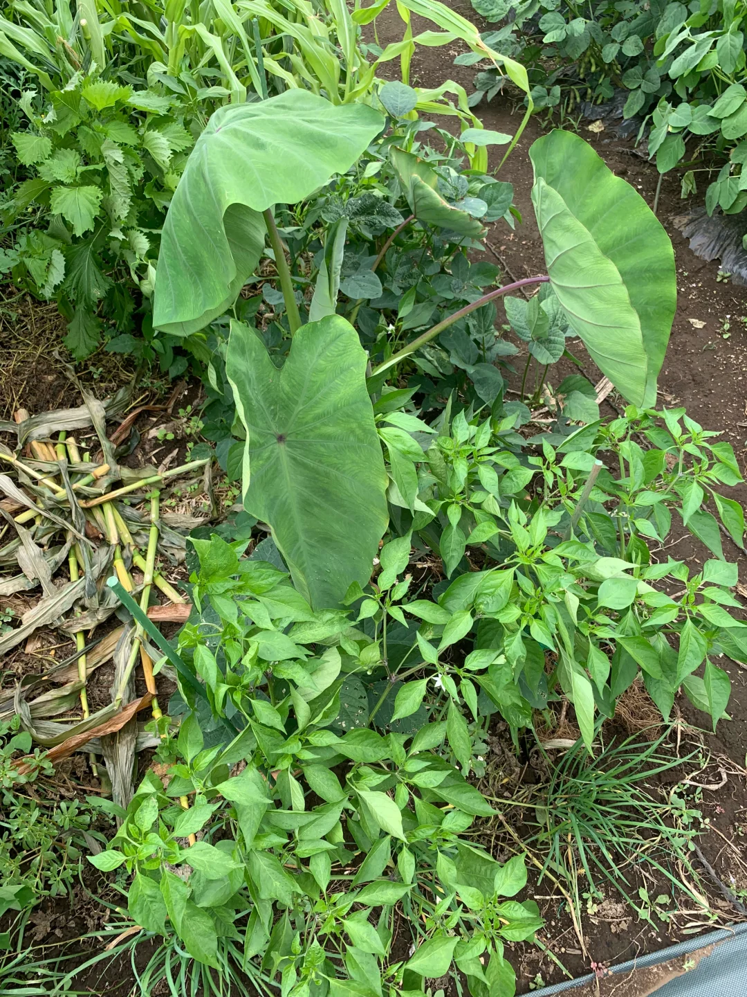 小小菜地，收获多多