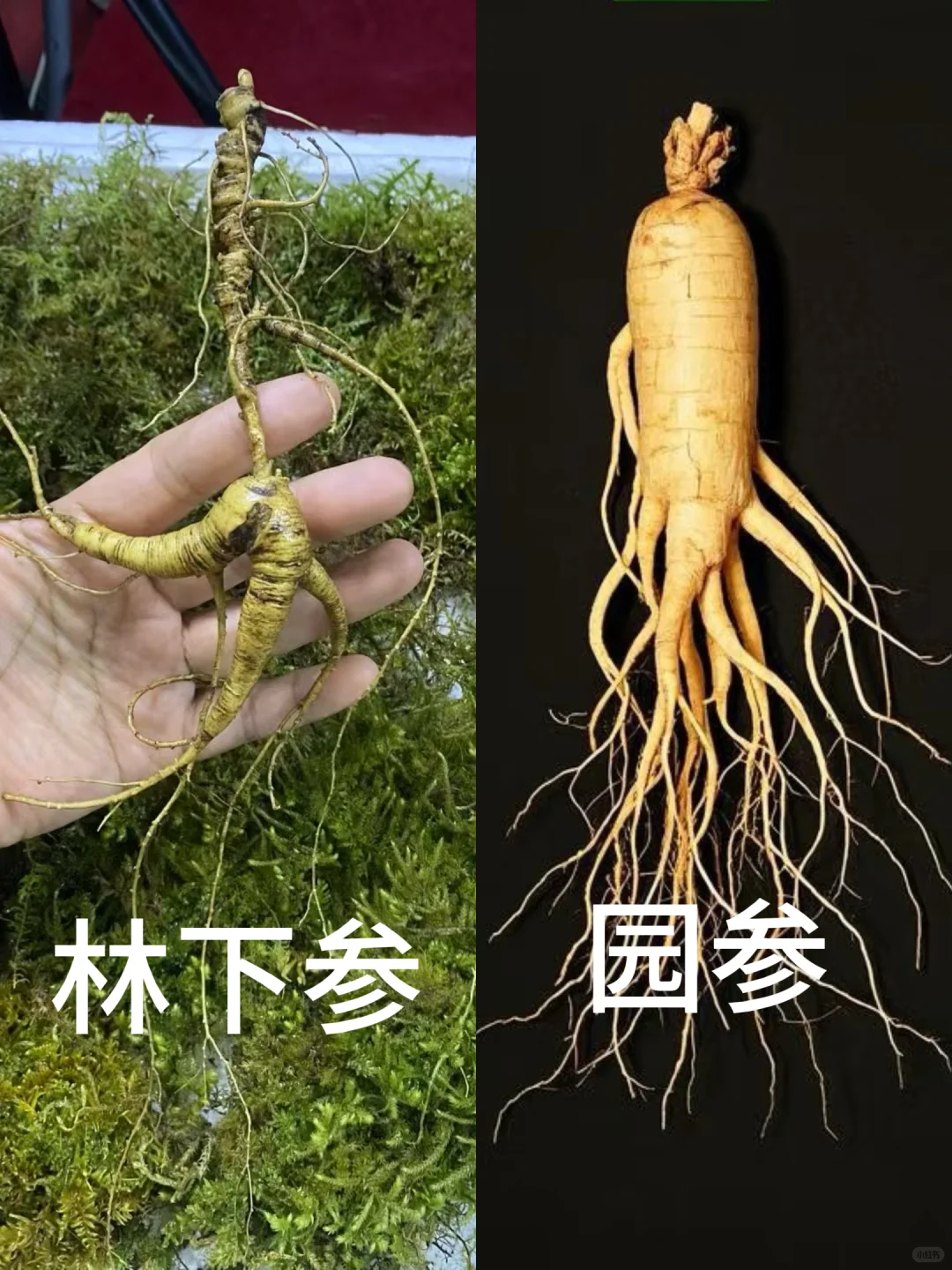 林下参与园参的区别