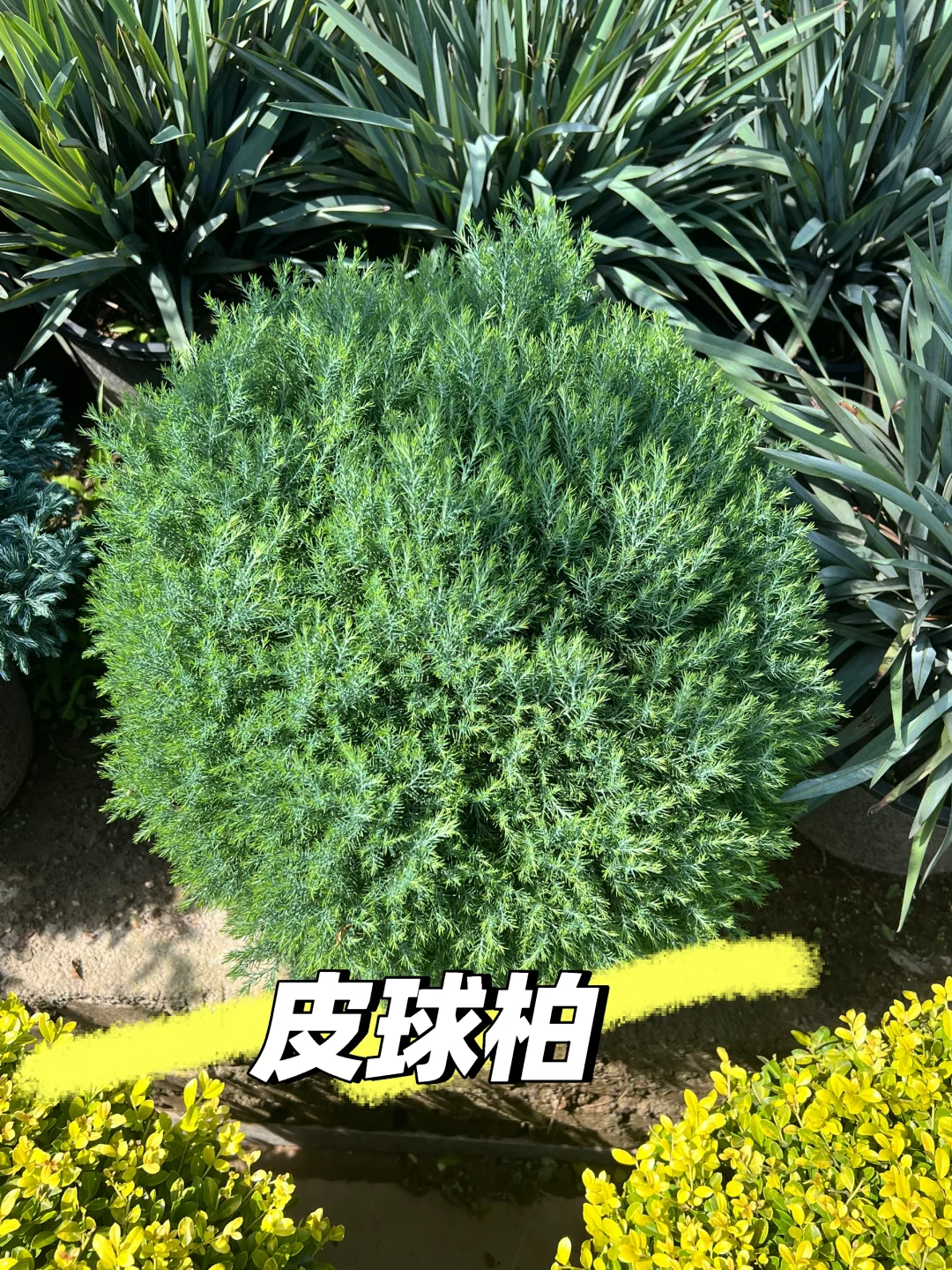 浙江庭院花卉苗圃 集市