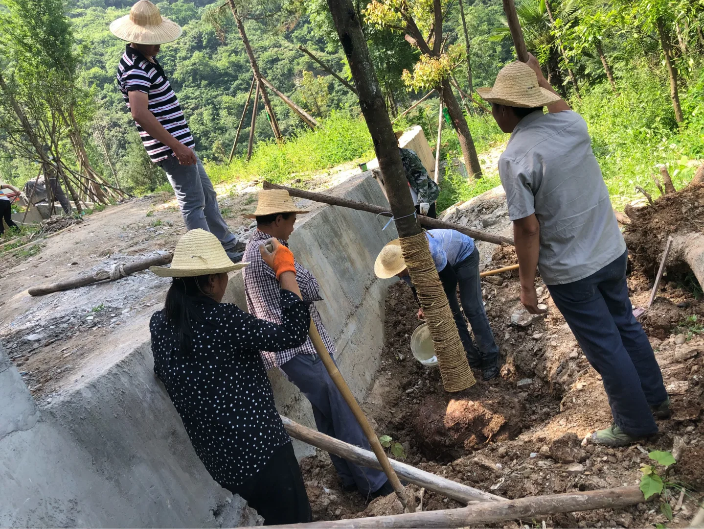 移栽树重庆专业移栽挖树砍伐修剪树枝
