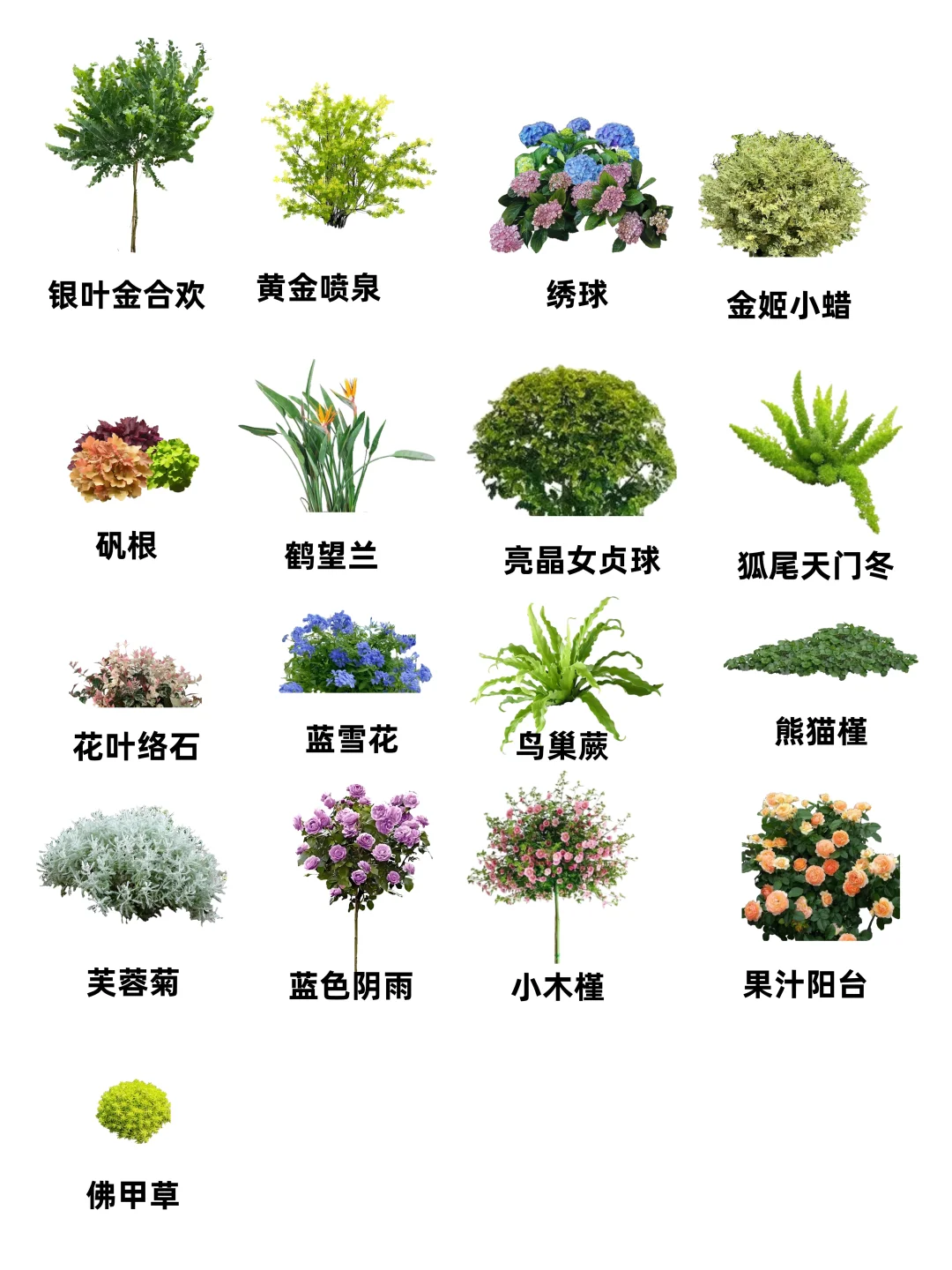 好养活低成本花境~附植物清单