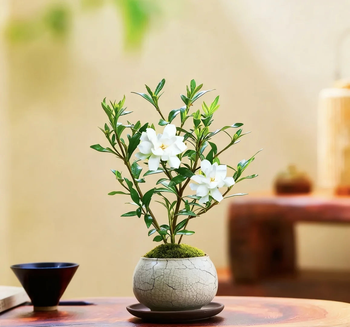 ?治愈系小白花｜小叶栀子花·养护全攻略