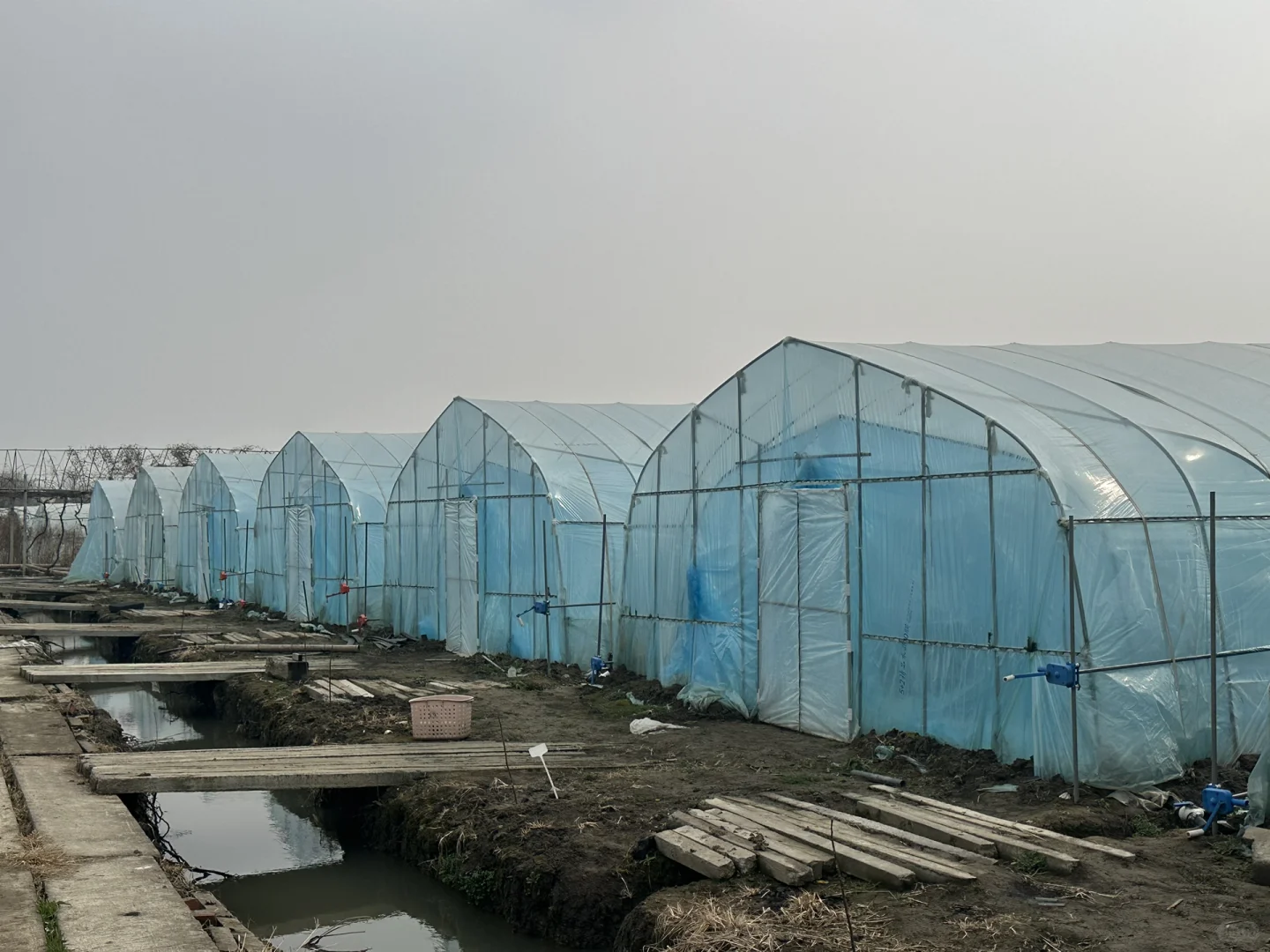 2025在大棚种有机蔬菜?