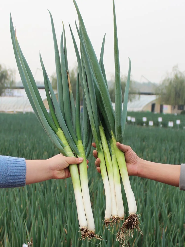 2025年常见蔬菜种植时间来了，抓紧收藏